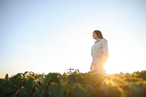 Caucasian female farm worker inspecting soy at field summer evening time