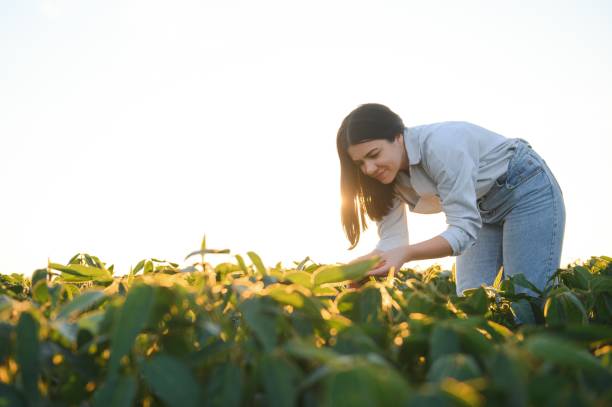 istock A female farmer in soybean field 1582942370