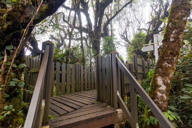 istock Mossy forest view during day time in Cameron Highland, Pahang 1582945030