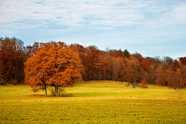 Autumn colors in the Thuringian Forest