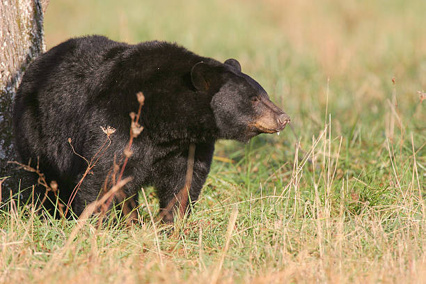 masculino urso preto em campo de grama - male animal american black bear mammal animals in the wild - fotografias e filmes do acervo