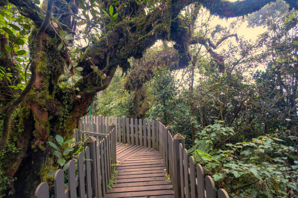 istock Mossy forest view during day time in Cameron Highland, Pahang 1582956875