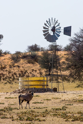 The Kalahari Desert is a semi-arid savanna which is known for its red and are located in South Africa, Botswana and Namibia. The name Kalahari is derived from the Tswana word Kgala, which means the great thirst.