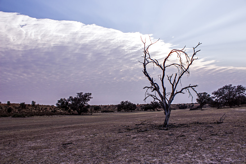 A single dead tree in the dry Auab river in the Kgalagadi National Park in South Africa. The Kalahari Desert is a semi-arid savanna which is known for its red and are located in South Africa, Botswana and Namibia. The name Kalahari is derived from the Tswana word Kgala, which means the great thirst.