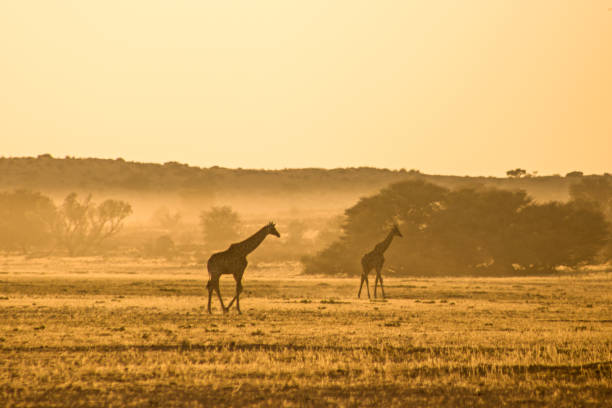 istock Desert Giraffes at dawn 1582959762