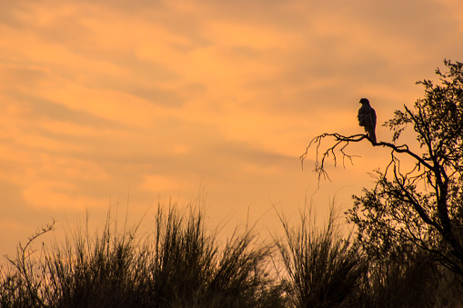 Silhouette of a Pale Chanting goshawk against the orange sky of an African Sunset in the Kalahari Desert.