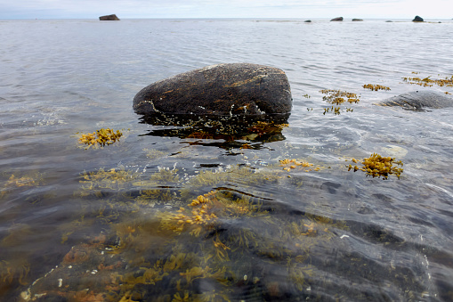 Northern seascape. Tersky coast of the White Sea. Murmansk region, Russia. The White Sea coast in Karelia in summer. Low tide. Seaweed.