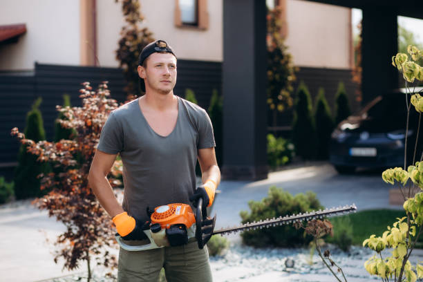 istock Gardener using an hedge clipper in the garden. 1582984430
