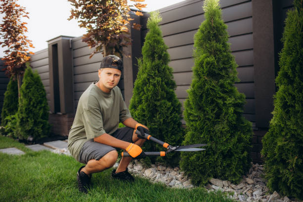 istock A young man is cutting pruning trees with a garden pruner in the backyard. A professional gardener is trimming big green bushes with gardening scissors in the park 1582984432
