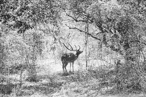 Impressive deer in the woods. Black and white photo