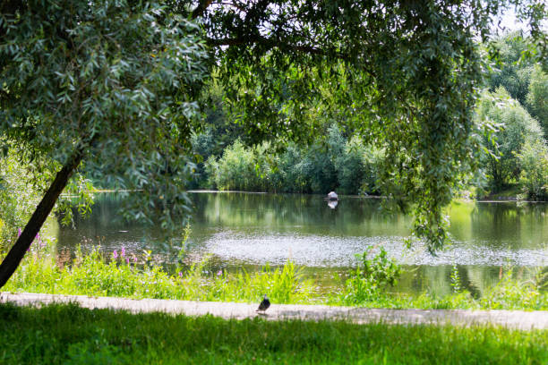 istock Lake in the park 1582993747
