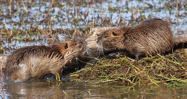istock Two nutria on nest in swamp 158299646