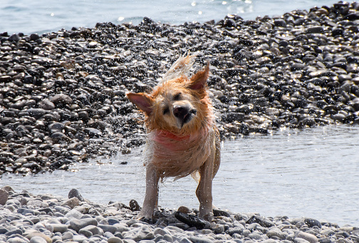 A dog shakes off the water on a beach after a swim in the sea