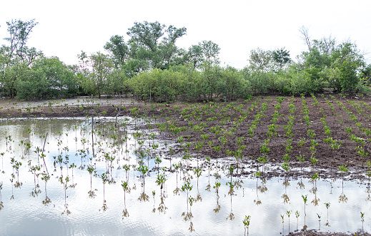 Planting mangroves to contribute to environmental protection, storm prevention and habitat restoration of many species, Tien Giang province