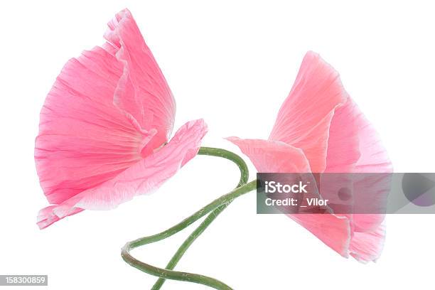 Papoila - Fotografias de stock e mais imagens de Bouquet - Bouquet, Cabeça de Flor, Cor de rosa