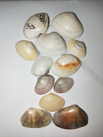 Group of multi color sea shell placed in white paper background and captured in the macro view, Chennai