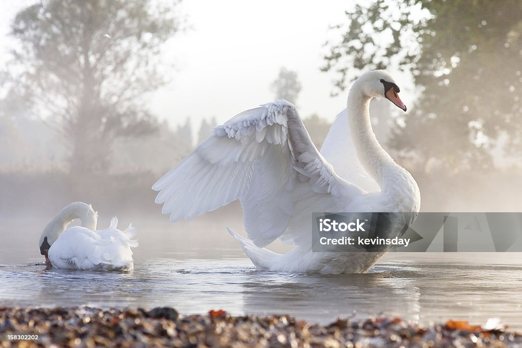 Swan Stretching Mute swan stretching on a mist covered lake at dawn Lake Stock Photo