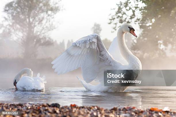 Swan Stretching Stock Photo - Download Image Now - Lake, Swan, Affectionate