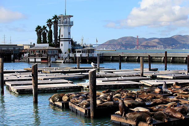 istock This is PIER 39 and the sea lions 158302627