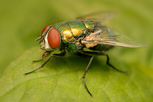 View of Female common fruit fly, Drosophila Melanogaster