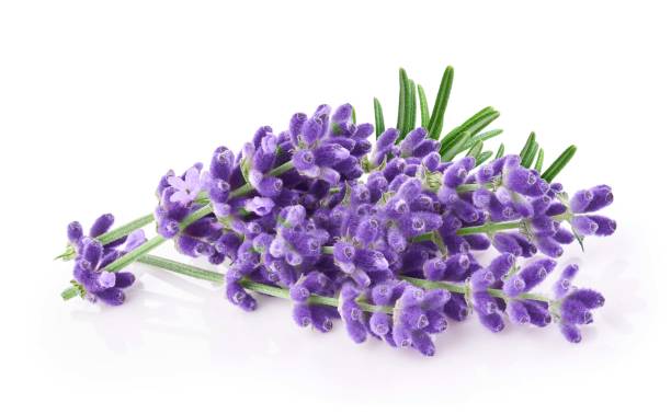istock Lavender flowers isolated on white background 1583048589