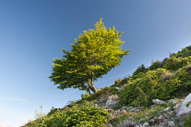 istock Tree in green dress 158305349