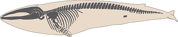 Skeleton blue whale Animal Skeleton, Animal Bone, Blue Whale, Whale, Animal, Bone, Biology, Anatomy, Graphics, Illustration, Nature, Mammal, Wildlife, Paleontology, Drawing whales stock illustrations