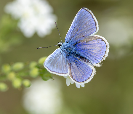 Common blue butterfly, male [Polyommatus icarus]