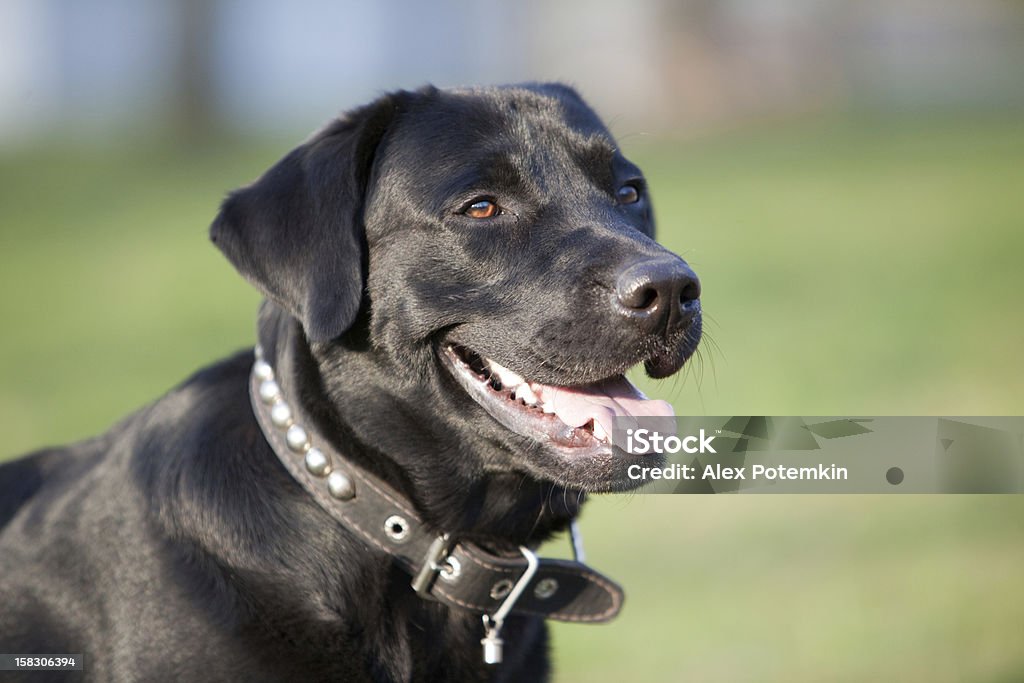 Labrador Retriever - Lizenzfrei Domestizierte Tiere Stock-Foto