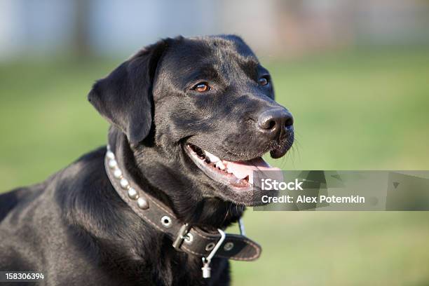 Foto de Labrador Retriever e mais fotos de stock de Animal de estimação - Animal de estimação, Animal doméstico, Coleira de Pescoço de Cachorro