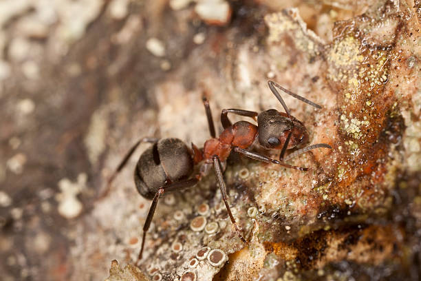 southern fourmi des bois, de formica rufa nourrir dans sap - wood ant photos et images de collection