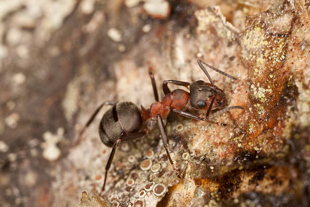 Southern wood ant, formica rufa feeding on sap stock photo