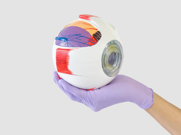 istock Ophthalmologist showing an eyeball model 1583071229