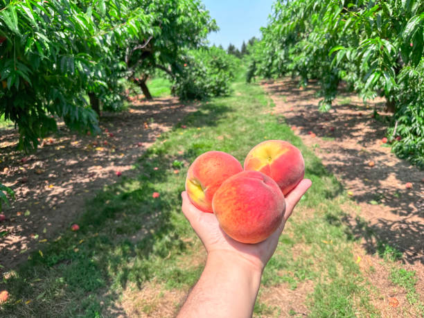 istock Handful of organic peaches 1583073564