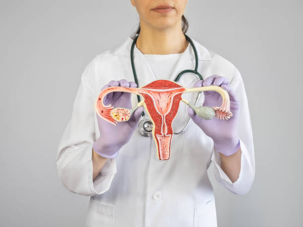 istock Gynecologist showing an ovary model 1583073865