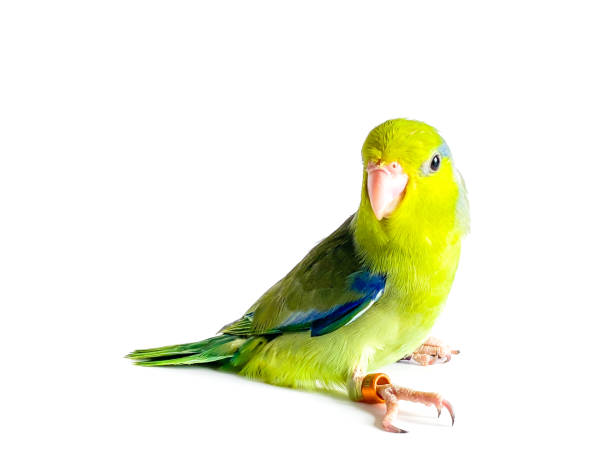 istock Forpus parrot bird on the white background 1583079303