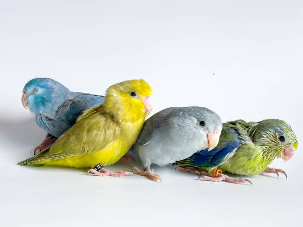 istock Four Forpus parrots different color on white background 1583079314