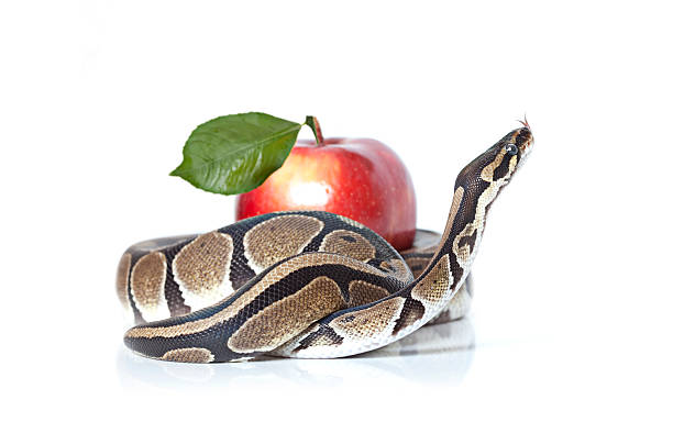 Royal Python with red apple stock photo