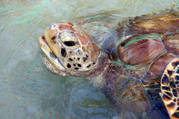 istock Turtle comes up to breath, Bequia, Caribbean. 158308398