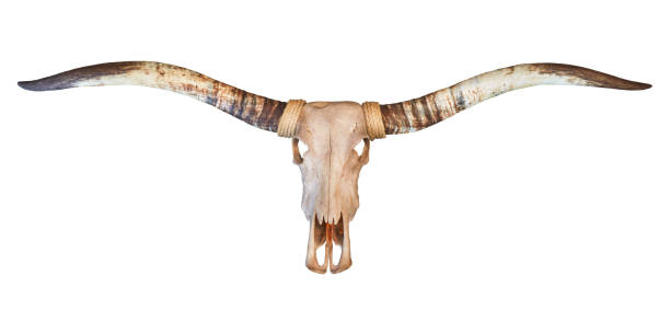 istock Skull of a longhorn bull 1583084801