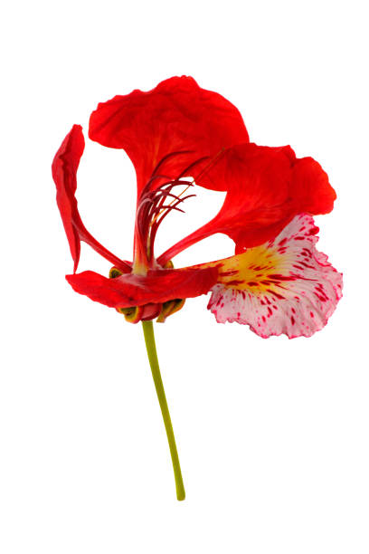 Flower of Delonix regia