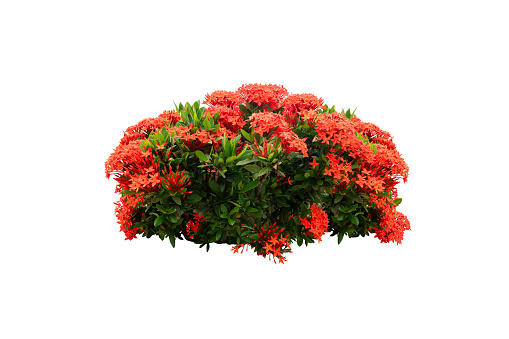 red flower bush isolated with clipping path