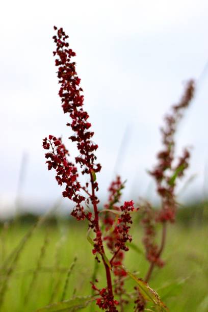 istock Close-up Image of Polygonaceae Plant 1583095894
