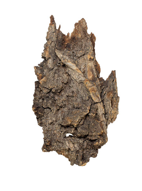 istock Texture tree bark on white isolated background, top view. Natural material, podium for product. Design element. Woodland Spirit face. Copy space 1583096446
