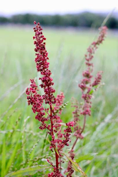 istock Close-up Image of Polygonaceae Plant 1583096490