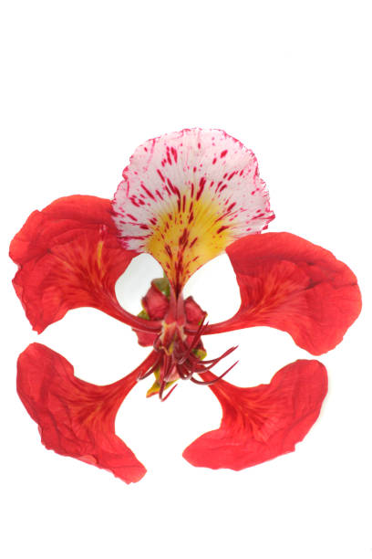 istock Flower of Delonix regia 1583101562