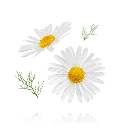 Chamomile flower isolated on white background. Camomile medicinal plant, herbal medicine. Two chamomile flowers with green leaves.