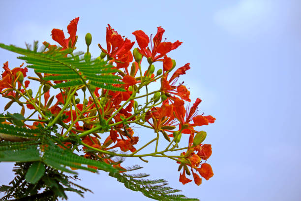 istock Delonix regina flower 1583106334