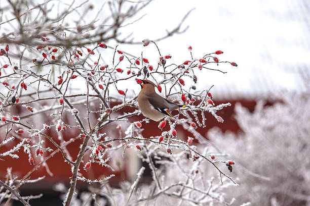 istock Two Bohemian Waxwing Bombycilla garrulus eating rosehips 158310896
