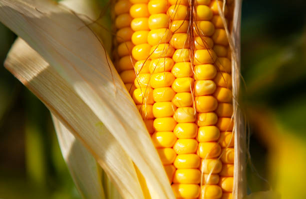 istock Corn, close-up of corn kernels on the cob, on the field. 1583109054